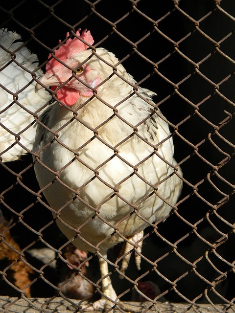 基耶萨一直 基耶萨一直